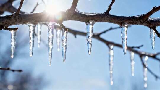 树枝结冰阳光下特写素材