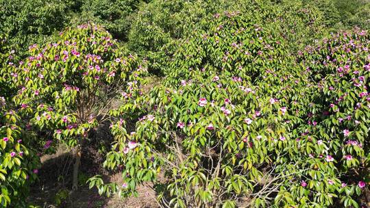 农业种植满山遍野野生山茶花盛开航拍