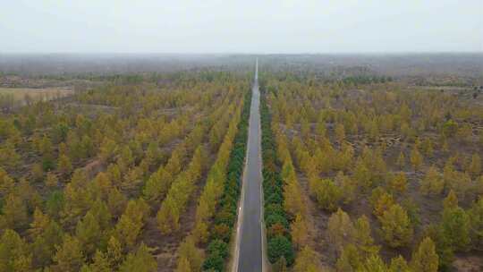 沙漠植树造林治沙植树造林   沙漠治理