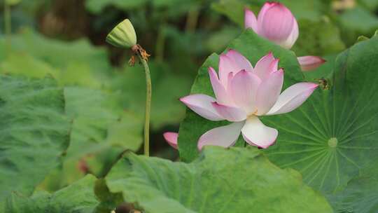 菡萏、荷花