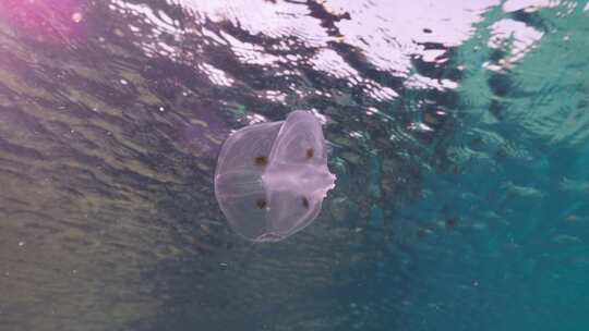 梳子果冻，海洋，水下，海洋生物