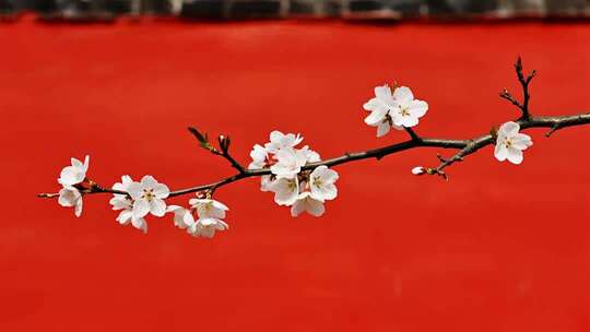 喜迎新年红墙白梅风意境视频