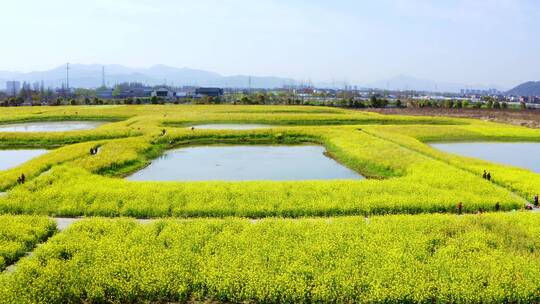 油菜花农田航拍