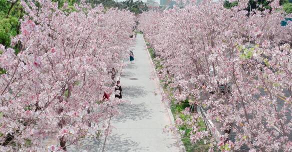 福州四月花