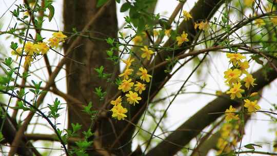 春天的嫩枝 迎春花 小黄花 日落 春风