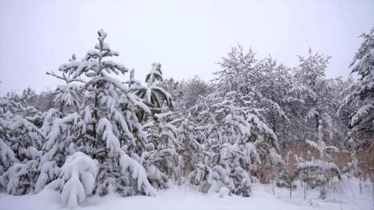 冬季景观中积雪覆盖的树木和灌木丛