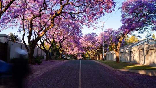 盛开的紫色花树下来往的行人