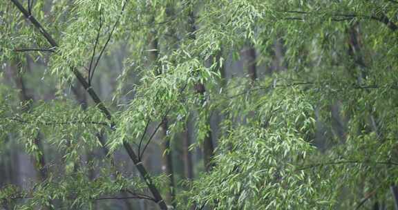 下雨天竹林竹叶唯美意境禅意空镜升格