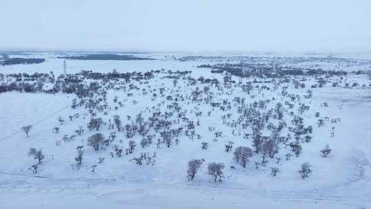 唯美雪原美景 水墨丹青画卷