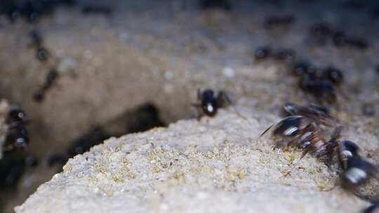 动物昆虫蚂蚁在土壤10