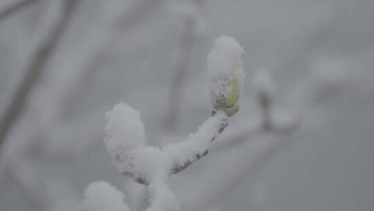 冬天雪景 下雪空镜