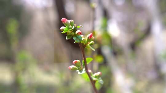 5.4K百花公园航拍素材