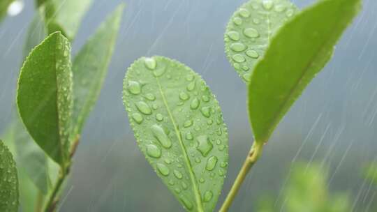 茶园茶叶种植绿茶