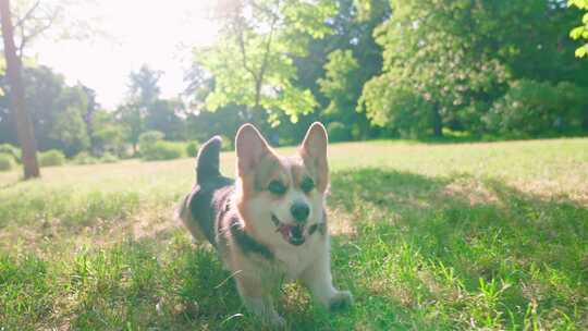 柯基犬，狗，宠物，犬