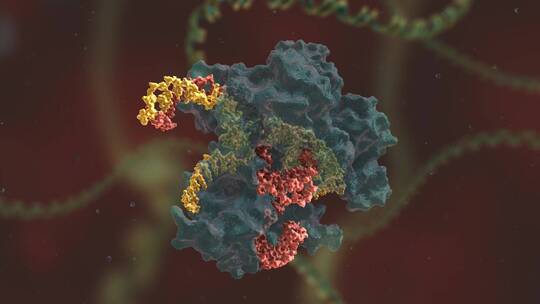 生物科学 基因编辑 DNA 基因工程 医学动画