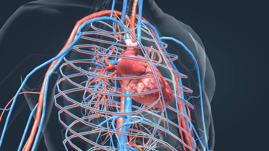 全息人体医学器官心脏动画体心脏运转跳动
