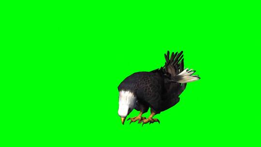 绿幕-动物-老鹰啄食