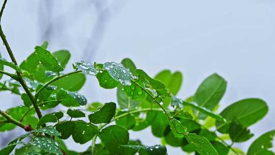 夏季下雨天山林植物树叶水珠特写