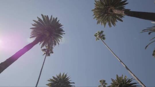 棕榈树-慢驾驶比佛利山洛杉矶-仰望