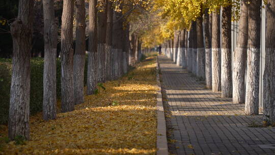 深秋的北京街头银杏林