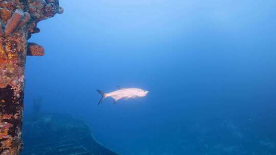 Tarpon，鱼，水下，海洋生物