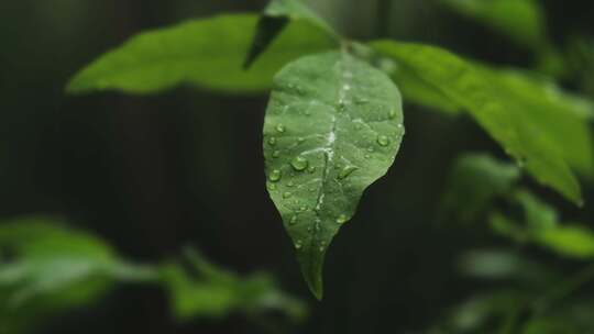 雨中植物 植物叶上的水珠