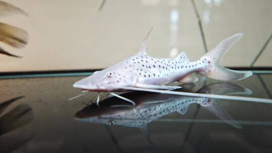 水族箱里观赏鱼鲟鱼类