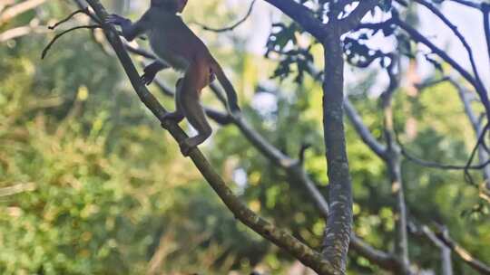 小猴子练习爬树视频素材模板下载