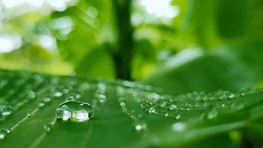 雨后植物叶子上的露珠雨水特写