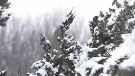 冬天下雪唯美雪景松树枝头被雪覆盖