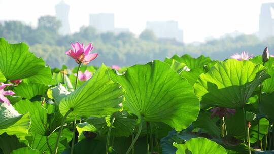 夏天杭州西湖里碧绿的荷叶和粉红的莲花