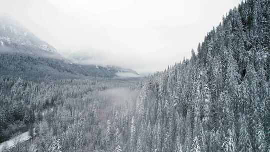 山，冬天，雪，树