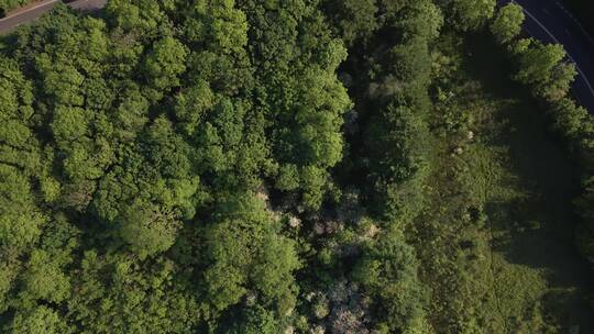 无人机拍摄飞越树林俯视乡村道路