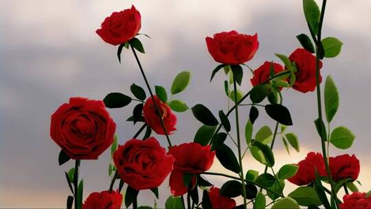 近距离观察玫瑰花丛上的红花