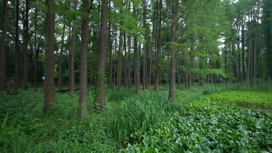 中国科学院武汉植物园能源植物区