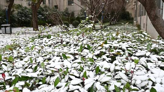 冬天初冬大雪纷飞，雪花飘落在植物上