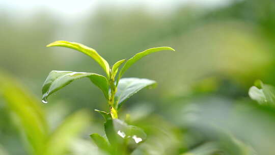 茶叶 春天 嫩叶 茶树 32