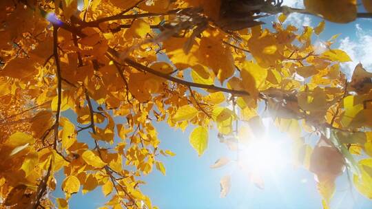 金黄树叶视频初冬季节蓝天下透过阳光的树叶