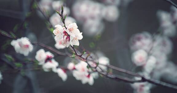 雨后挂着雨滴的桃花实拍8k唯美空镜