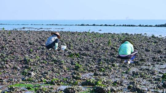 退潮海边滩涂上赶海捡海蛎子的渔民农妇