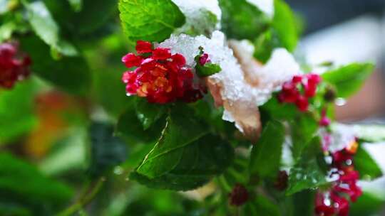 冰雪中顽强的植物