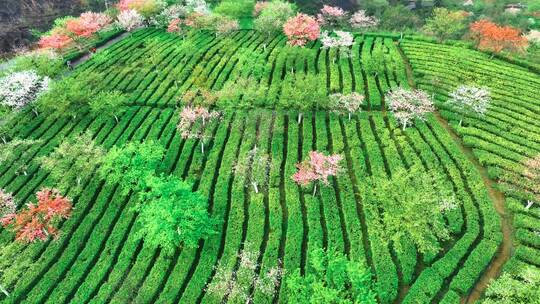 湖南郴州高椅岭樱花园