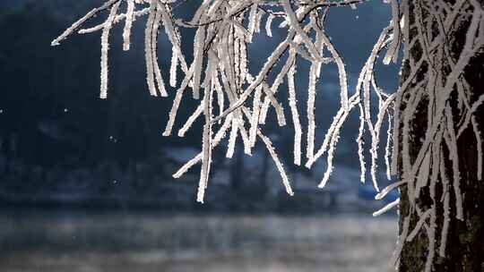 冬季树上结冰雾凇冰霜