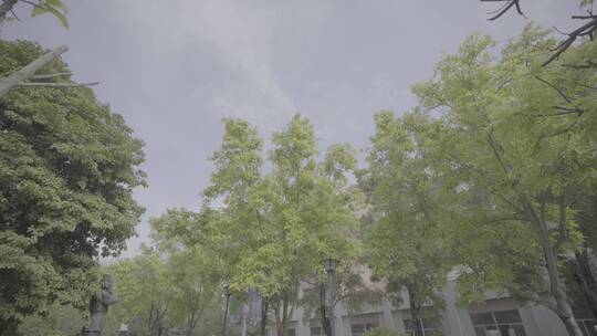 校园风光树木天空视频视频素材模板下载