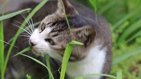 狸花猫特写，狸花猫吃草特写，中华田园猫