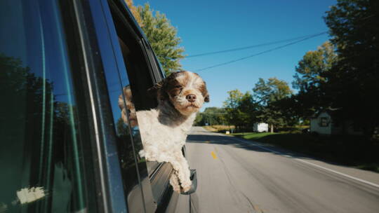 小狗探出车窗