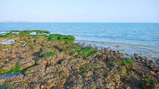 湛江海边退潮后的礁石海浪与绿色海草苔藓