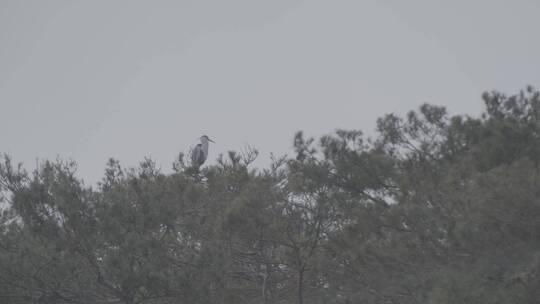 苍鹭在松树上筑巢LOG视频素材模板下载