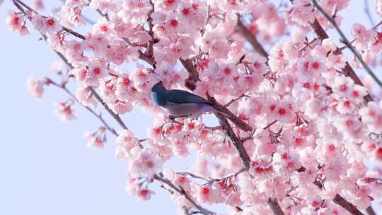 春天、初春的樱花树、美丽樱花
