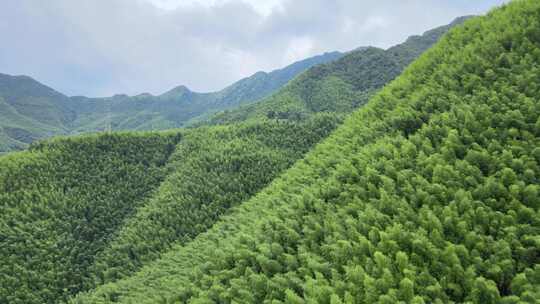 平塘马安竹海航拍 竹林森林云海